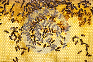 Bees on honeycomb in a beehive