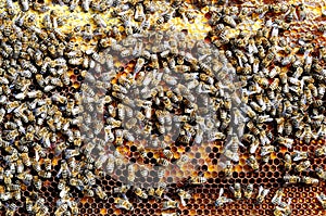Bees on honeycomb cell pack into bee bread. Apitherapy.