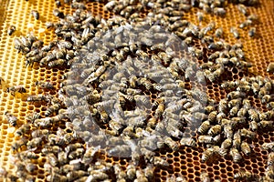 Bees on honeycomb. Closeup of bees on the honeycomb in beehive