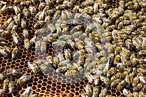 Bees on honeycomb. Closeup of bees on the honeycomb in beehive