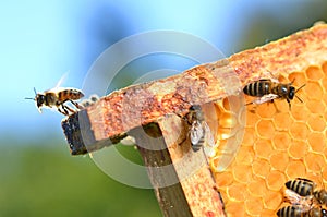 Bees on honeycomb