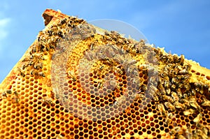 Bees on honeycomb frame in the springtime