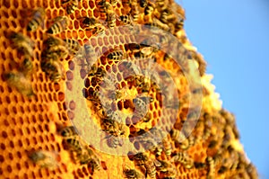 Bees on honeycomb frame in the springtime