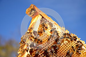 Bees on honeycomb frame in the springtime