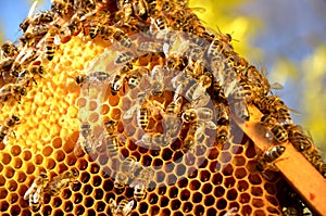 Bees on honeycomb frame in the springtime