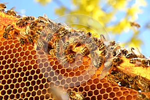 Bees on honeycomb frame in the springtime