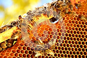 Bees on honeycomb frame in the springtime