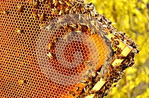 Bees on honeycomb frame in the springtime