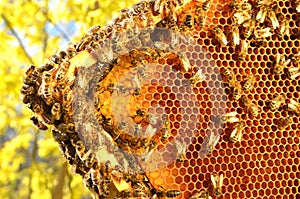 Bees on honeycomb frame in the springtime