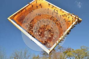 Bees on honeycomb frame in the springtime