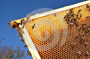 Bees on honeycomb frame in the springtime