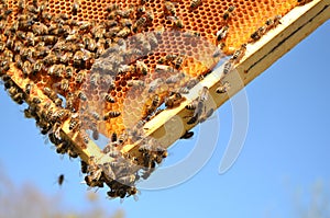 Bees on honeycomb frame in the springtime
