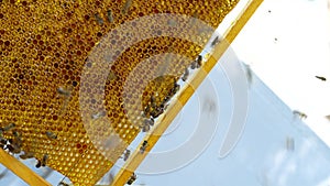 Bees on honeycomb. Honey harvest. Beekeeper lady gently removes bees from the frame. beekeeper gets honeycomb from the