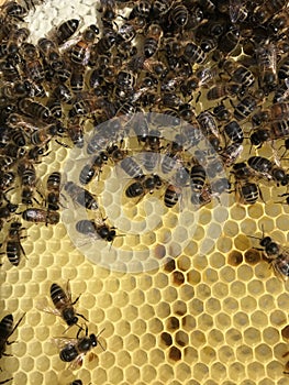 Bees on Honeycomb inside a beehive.