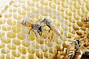 Bees on honeycomb