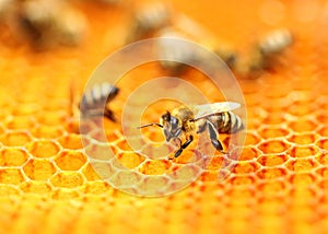 Bees on honeycomb