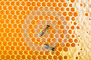 Bees on honeycombs