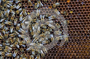 Bees on honeycombs