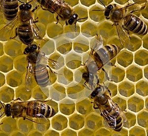 Bees on honeycombs.Bees build honeycombs. Work in a team
