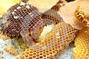 Bees honeycombs, wax, close-up