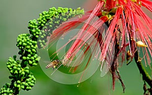 Bees hovering among the flowers