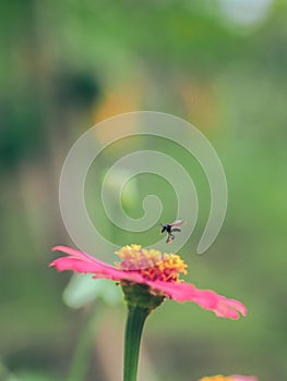 Bees hunting for nectars in the morning photo