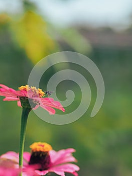 Bees hunting for nectars in the morning photo