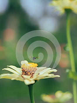 Bees hunting for nectars in the morning photo