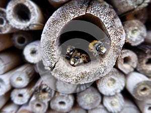 Bees in an insect hotel