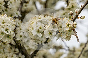 Bees and insects collect nectar from a fruit tree in spring