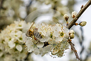 Bees and insects collect nectar from a fruit tree in spring