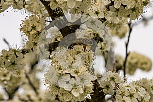 Bees and insects collect nectar from a fruit tree in spring