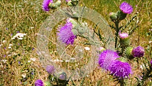 Bees and insects on violet thistle flowers gather polen.Thistle Teasel Carduus crispus purple wildflower background 4K