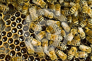 Bees inside beehive