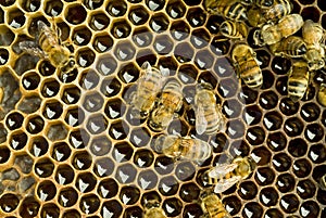 Bees inside beehive photo