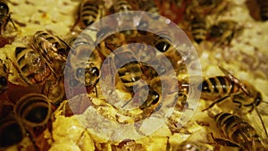 Bees inside the beehive. Honeycomb close up. Bee colony in hive macro. Bees family working on honeycomb. Honey in combs