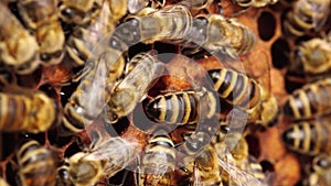 Bees inside the beehive. Honeycomb close up. Bee colony in hive macro. Honey in combs. Organic Beekeeping or apiculture
