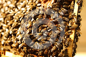 Bees inside a beehive with the queen bee in the middle