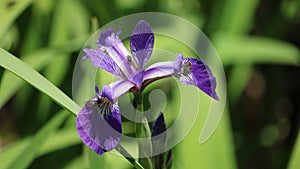 Bees on Iris Flower