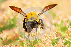 Abejas un poco de insectos 