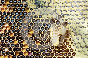 Bees with larva offspring, waiting for their growth