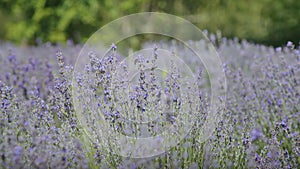 Bees in a lavender field collect nectar.