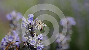 Bees in a lavender field collect nectar.