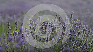 Bees in a lavender field collect nectar.