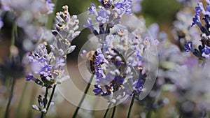 bees in a lavender field collect nectar.