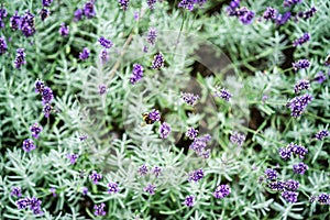 Bees on lavender flowers. Selected focus. Bees most attracted to lavender