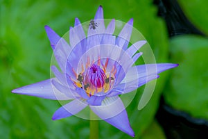 Bees and lotus flower purple in morning