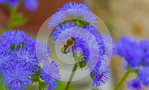 Bees love and fly on blue flowers in the garden