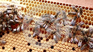 Bees are making honey in the honeycomb