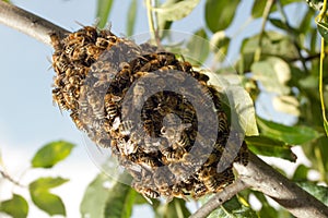 Bees making temporary hive
